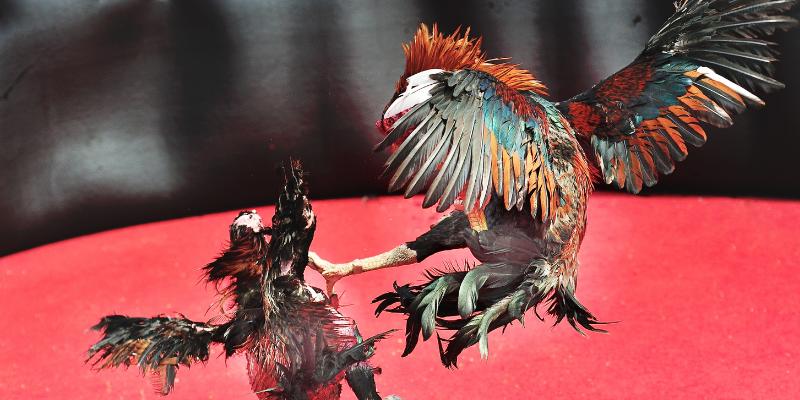 Trường gà savan - Điểm đến đỉnh cao, cá cược hấp dẫn